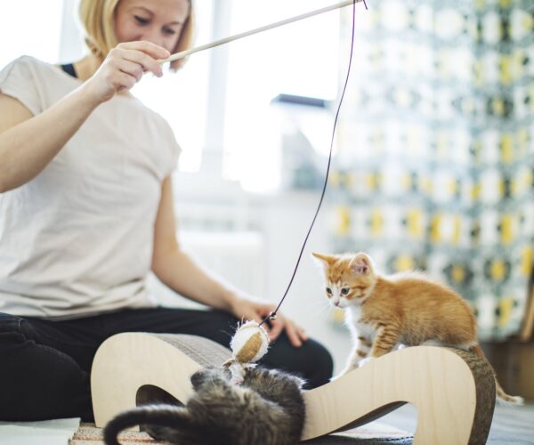 Young adult woman playing with kittens at home