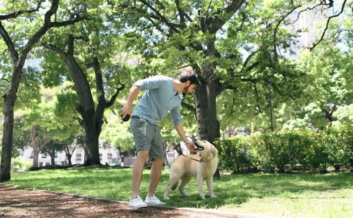 Real time video of a man walking a Labrador Retriever puppy in urban park