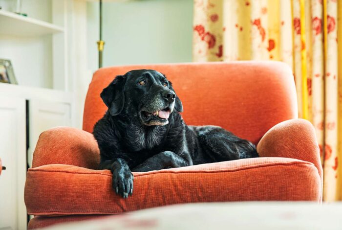 make-home-comfortable-old-dog-getty-0523-2848b15cab7141f3939084601d4e344d