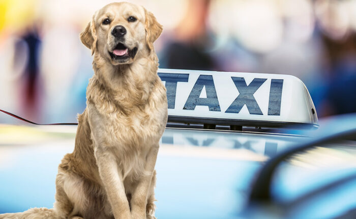 taxi-chien